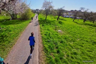 Kirschblütenlaufstrecke-kurz-vor-dem-Ziel