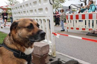 Verwunderter Hund über den mitlaufenden Hund